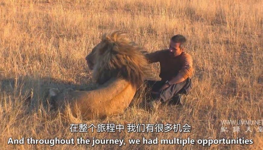 野生猫科动物 Wild Cats