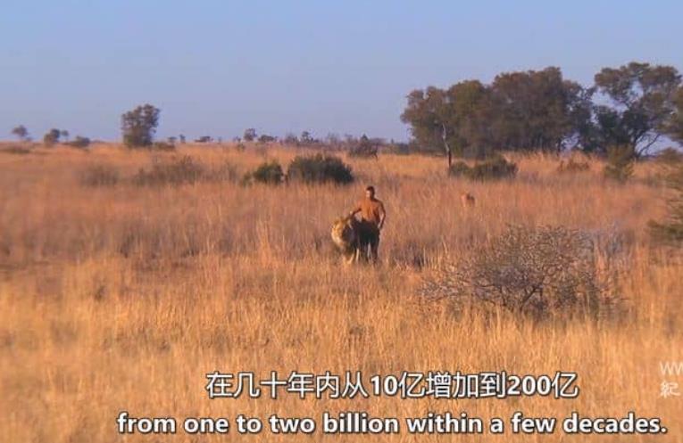 野生猫科动物 Wild Cats