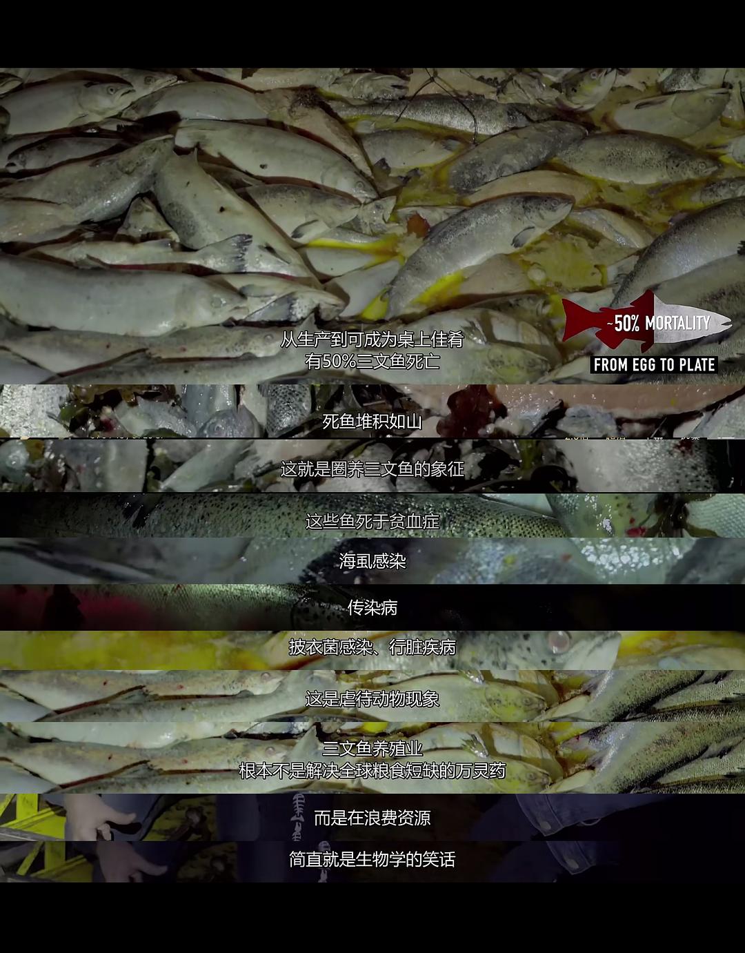 渔业阴谋 Seaspiracy