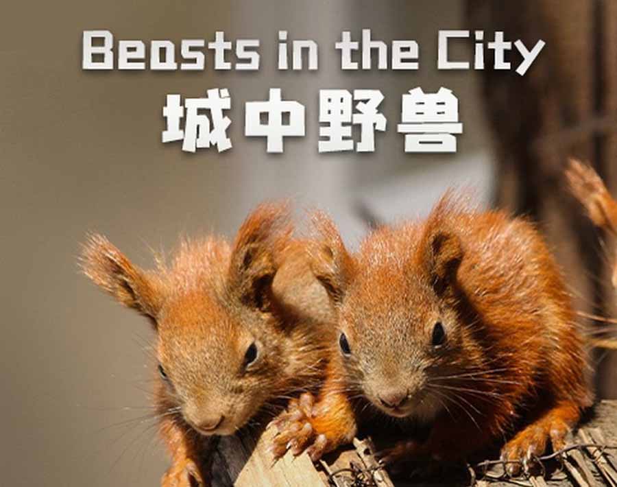 城市生态纪录片《城中野兽 Beasts in the City》全1集中字 纪录片资源百度云盘下载 1080P/MP4/2.12G