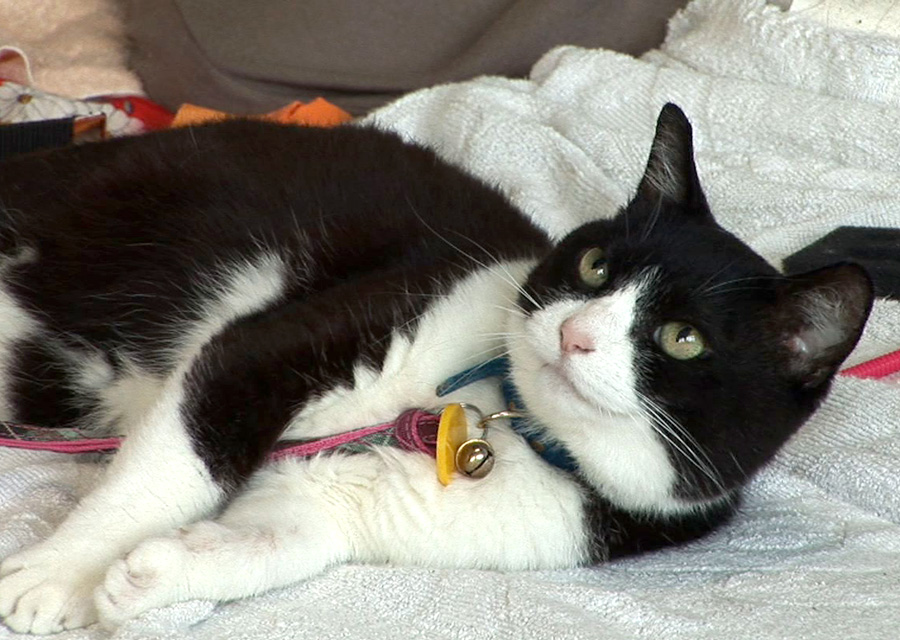 猫咪物语5 にゃんこ THE MOVIE 5