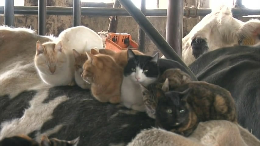 猫咪物语5 にゃんこ THE MOVIE 5