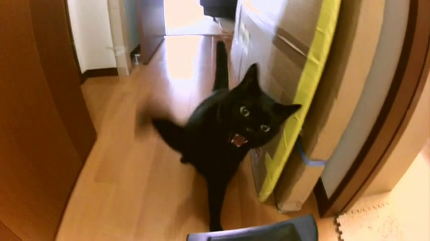 猫咪物语5 にゃんこ THE MOVIE 5