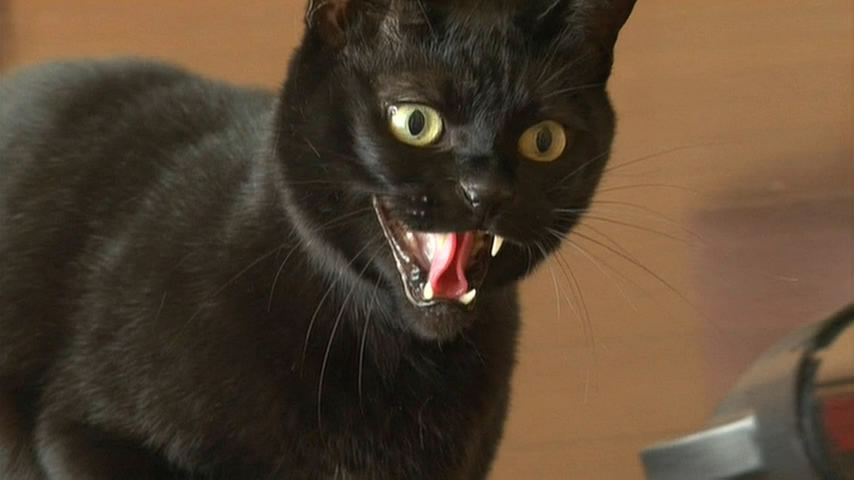 猫咪物语5 にゃんこ THE MOVIE 5