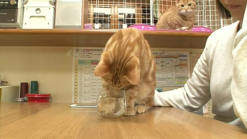 猫咪物语5 にゃんこ THE MOVIE 5