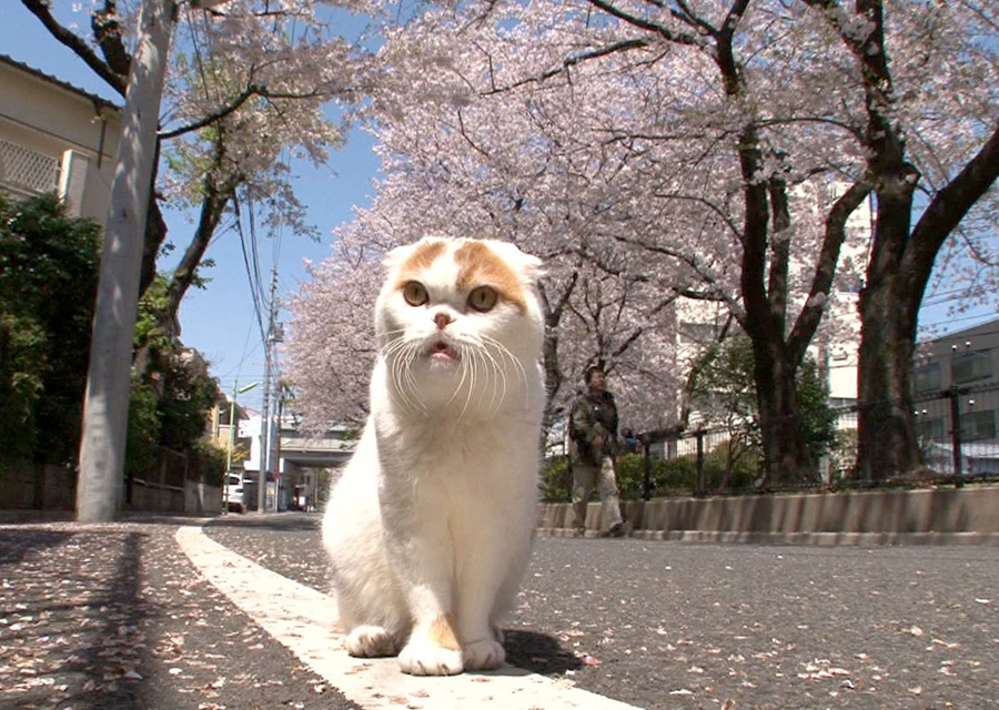 猫咪物语5 にゃんこ THE MOVIE 5