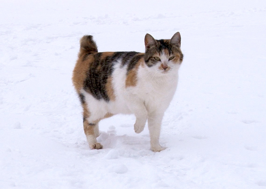 猫咪物语5 にゃんこ THE MOVIE 5