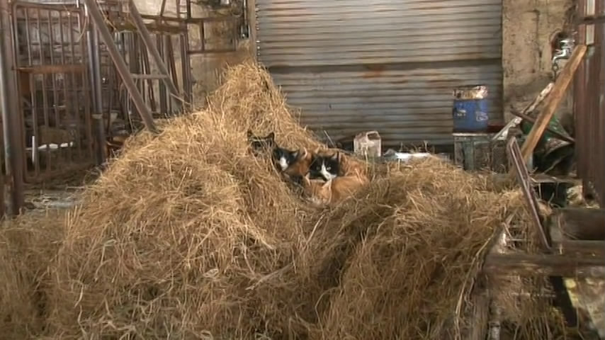 猫咪物语5 にゃんこ THE MOVIE 5