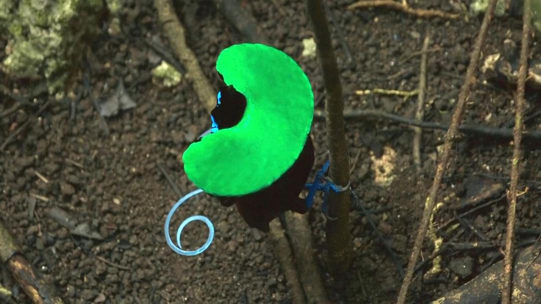 地球脉动 第二季 Planet Earth Season 2