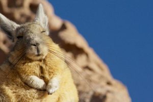 地球脉动 第二季 Planet Earth Season 2