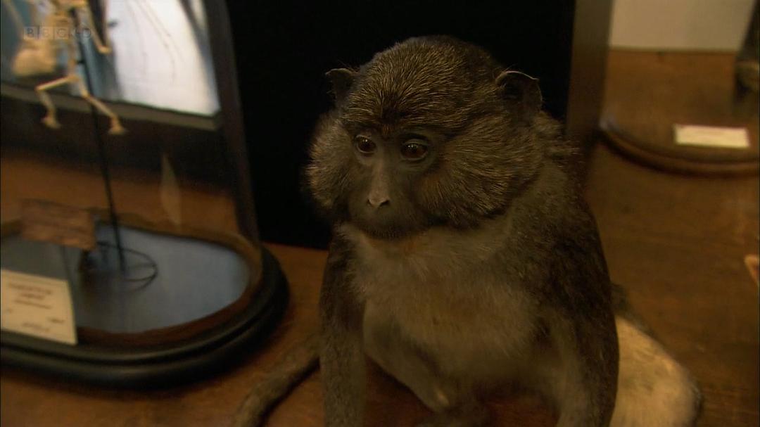 性与情：新艺术的魅力 Sex and Sensibility: The Allure of Art Nouveau