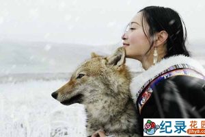 自然人文纪录片《重返狼群 Return To The Wolves》全1集 720P/1080i高清纪录片百度云下载