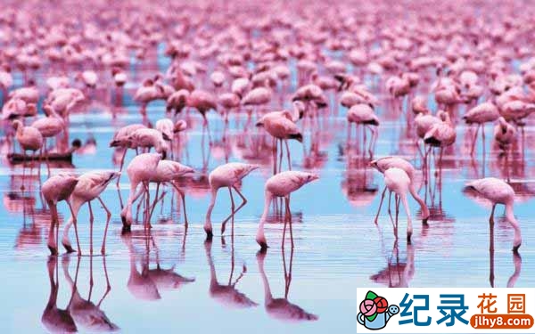 迪士尼自然生物纪录片《红色翅膀:火烈鸟故事 Crimson Wing Mystery Of The Flamingos》全1集 720P/1080i高清纪录片百度云下载