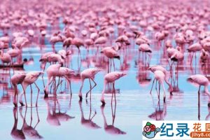 迪士尼自然生物纪录片《红色翅膀:火烈鸟故事 Crimson Wing Mystery Of The Flamingos》全1集 720P/1080i高清纪录片百度云下载