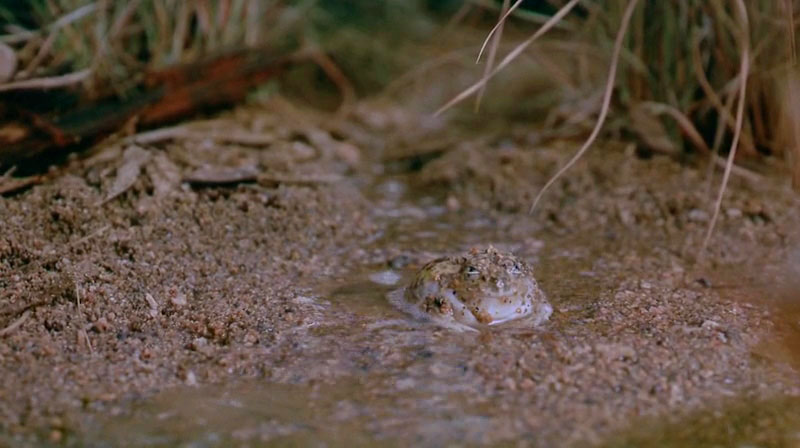 澳洲奇趣之旅 Australia: Land Beyond Time