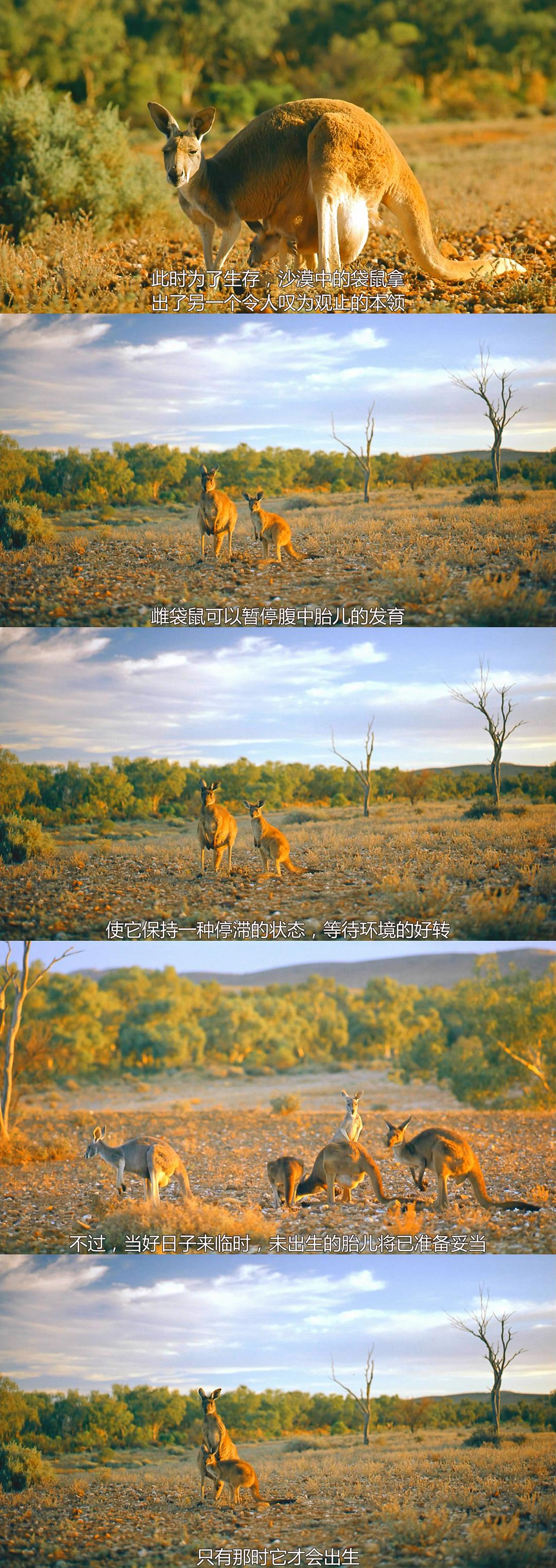 澳洲奇趣之旅 Australia: Land Beyond Time