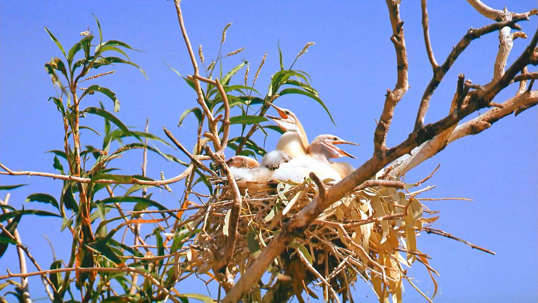 澳洲奇趣之旅 Australia: Land Beyond Time