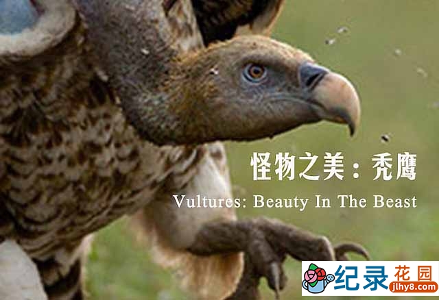 BBC猛禽纪录片《秃鹫：野兽之美 Vultures:Beauty in the Beast》全2集 720P/1080i高清纪录片资源百度云盘下载