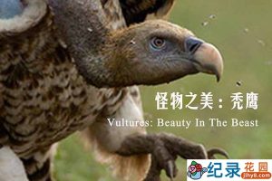 BBC猛禽纪录片《秃鹫：野兽之美 Vultures:Beauty in the Beast》全2集 720P/1080i高清纪录片资源百度云盘下载
