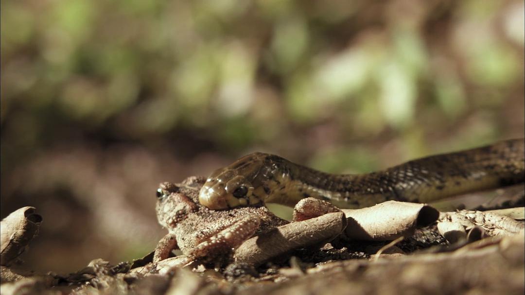 眼镜蛇黑手党 Cobra Mafia