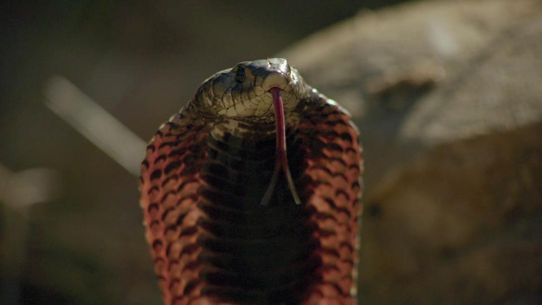 眼镜蛇黑手党 Cobra Mafia