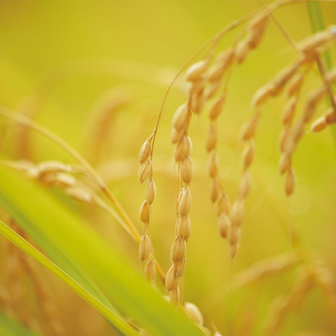 小森林 夏秋篇 リトル・フォレスト 夏・秋