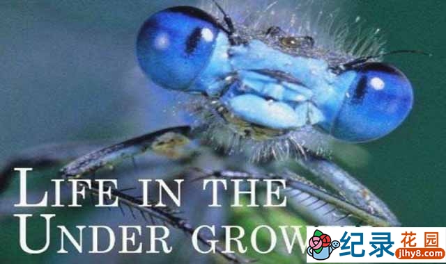 BBC生命探索纪录片《灌丛下的生命 Life in the Undergrowth》全5集 720P/1080i高清纪录片百度云下载