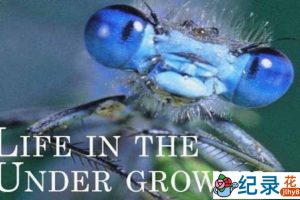 BBC生命探索纪录片《灌丛下的生命 Life in the Undergrowth》全5集 720P/1080i高清纪录片百度云下载
