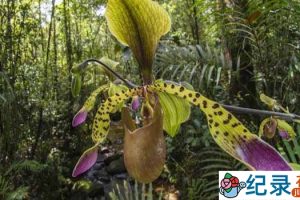 生命探索纪录片《植物的秘密武器/植物也坏坏 Plants Behaving Badly》全2集 720P/1080i高清纪录片百度云下载