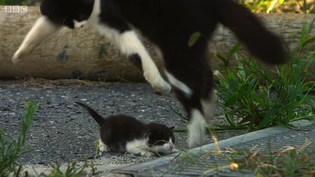 宠物：内心狂野 Pets – Wild at Heart