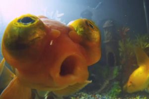 宠物:内心狂野 Pets – Wild at Heart