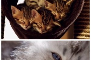 小猫的秘密 The Secret Life of Puppies and Kittens