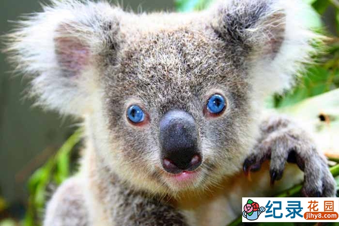 央视野生动物纪录片《神奇的有袋类动物》全3集 TS/蓝光高清纪录片资源百度云盘下载