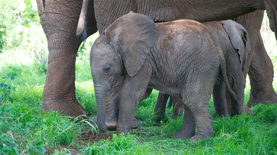 地球生存录 第二季 Planet Earth Live Season 2