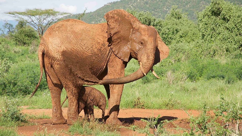 地球生存录 第二季 Planet Earth Live Season 2