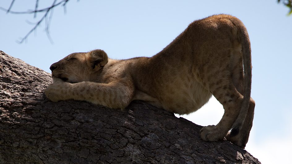 地球生存录 第二季 Planet Earth Live Season 2