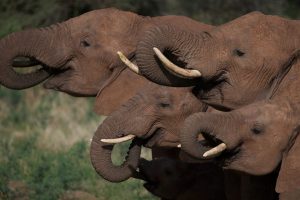 地球生存录 第二季 Planet Earth Live Season 2