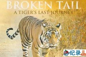 PBS野生动物保护纪录片《老虎“断尾”的最后旅程 Broken Tail:A Tiger’s Last Journey》全1集 720P/1080i高清纪录片资源百度云盘下载