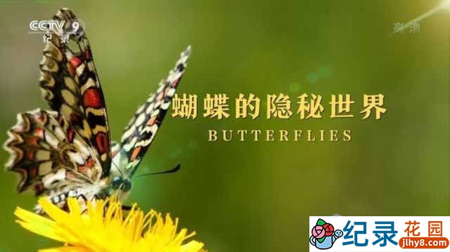 央视昆虫纪录片《蝴蝶的隐秘世界 Butterflies》全1集 TS/蓝光高清纪录片资源百度云盘下载