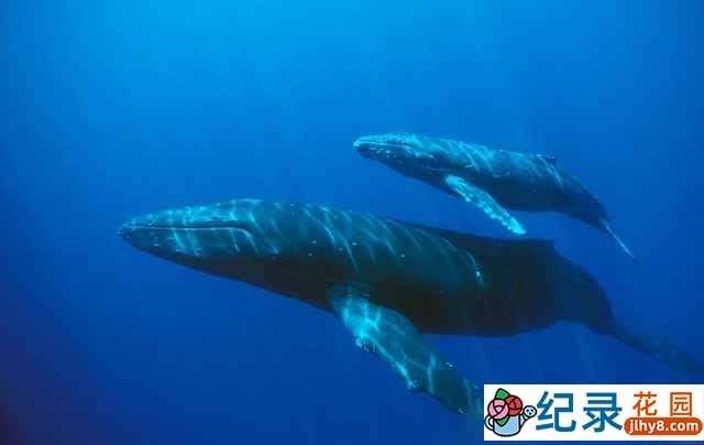 国家地理海洋哺乳动物保护纪录片《小蓝鲸历险记 Blue Whale Odyssey》全1集 720P/1080i高清纪录片资源百度云盘下载