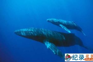 国家地理海洋哺乳动物保护纪录片《小蓝鲸历险记 Blue Whale Odyssey》全1集 720P/1080i高清纪录片资源百度云盘下载