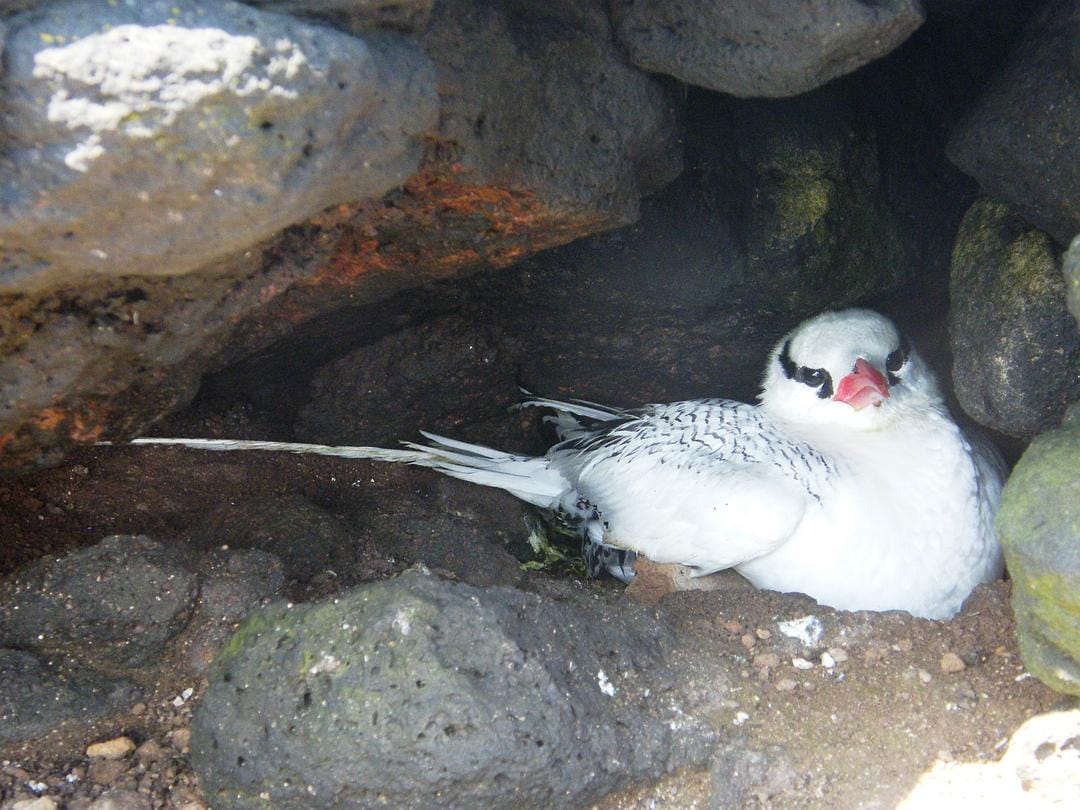 加拉帕戈斯群岛 Galápagos
