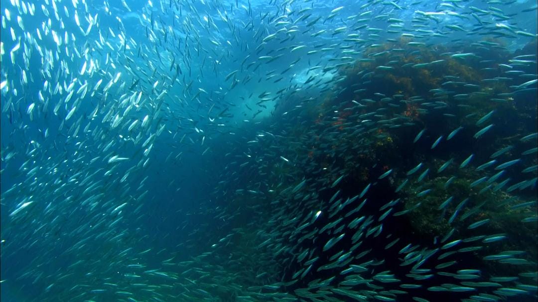 加拉帕戈斯群岛 Galápagos