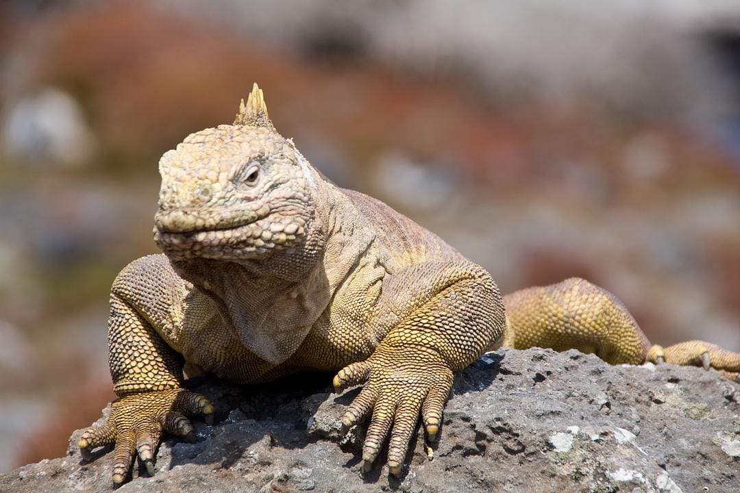 加拉帕戈斯群岛 Galápagos