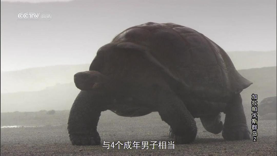 加拉帕戈斯群岛 Galápagos