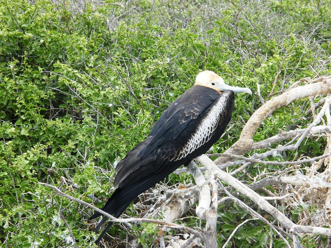 加拉帕戈斯群岛 Galápagos