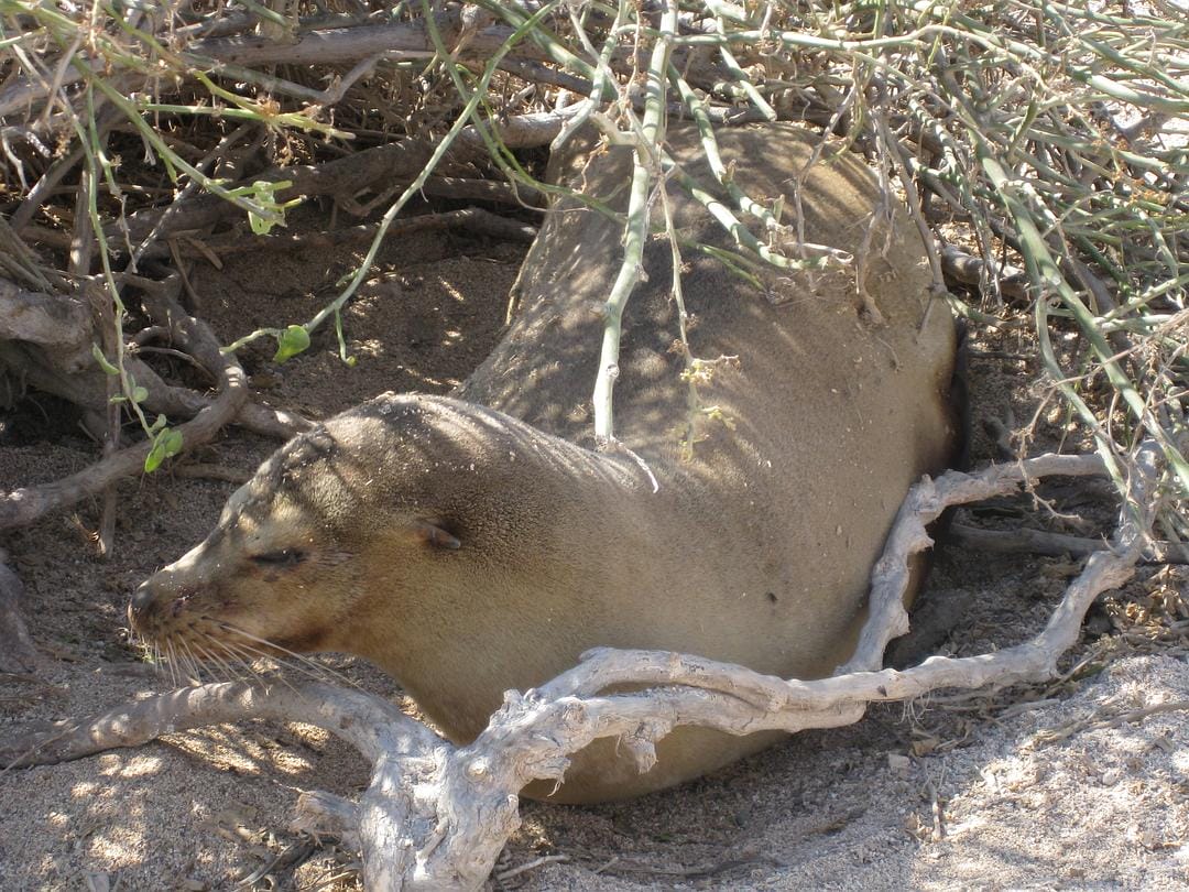 加拉帕戈斯群岛 Galápagos