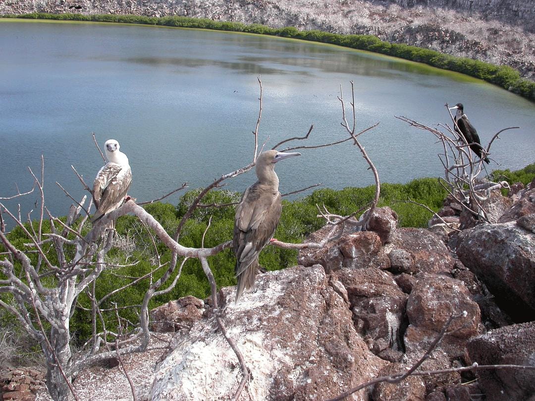 加拉帕戈斯群岛 Galápagos