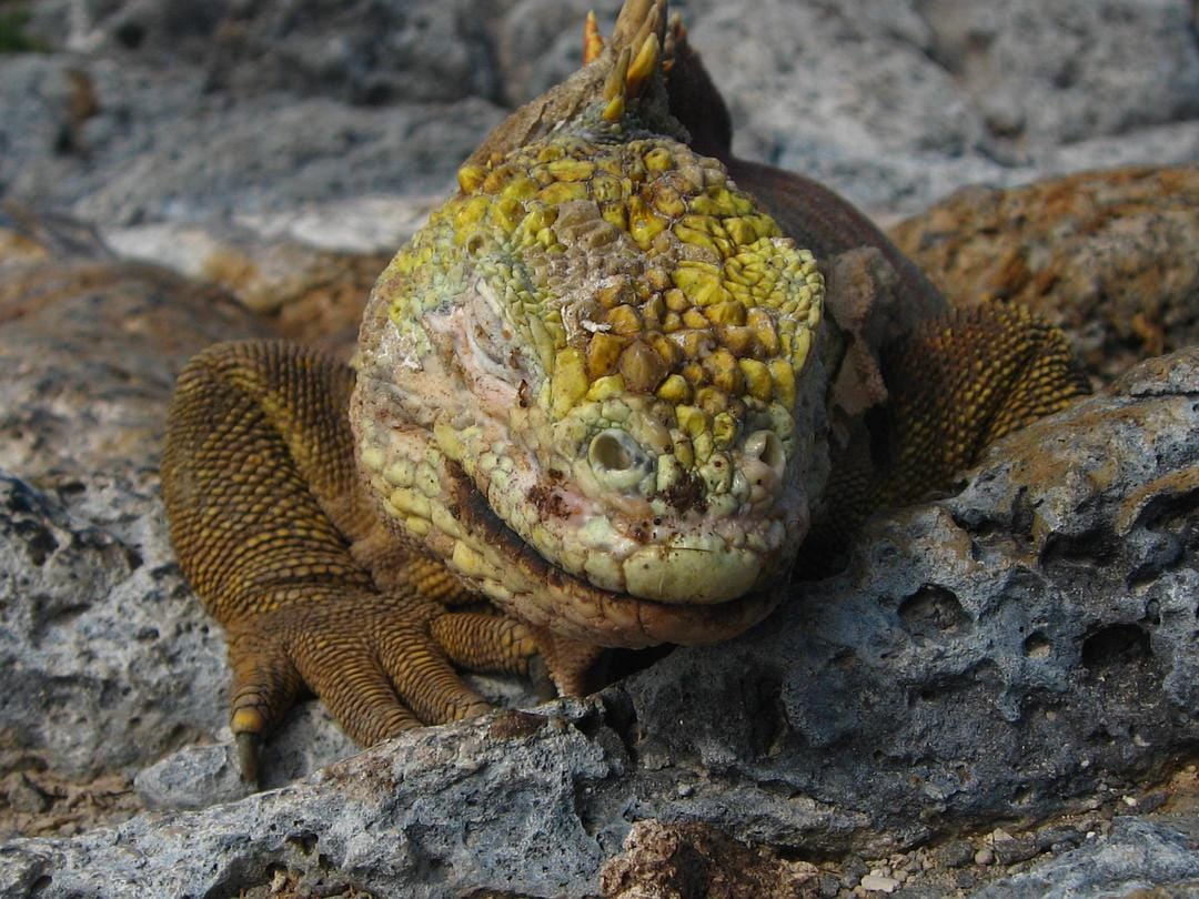 加拉帕戈斯群岛 Galápagos