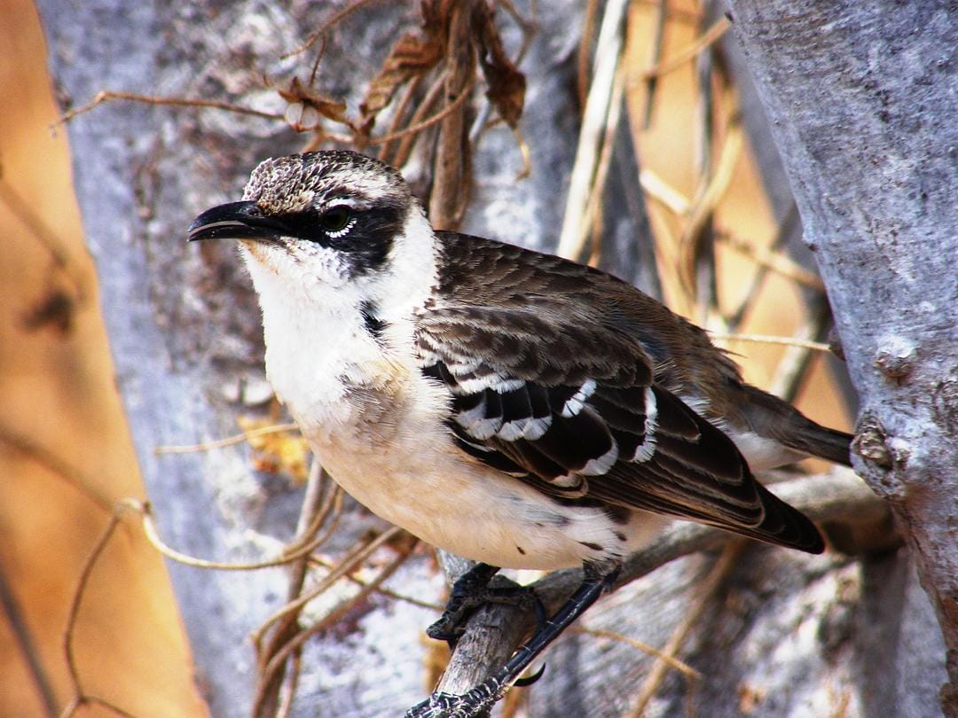 加拉帕戈斯群岛 Galápagos